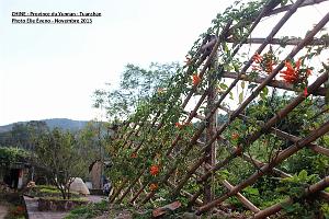 016 - Tuanshan